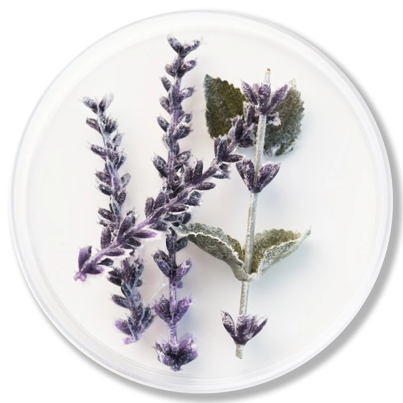 Lavender extract Epionce Lytic Gel Cleanser
