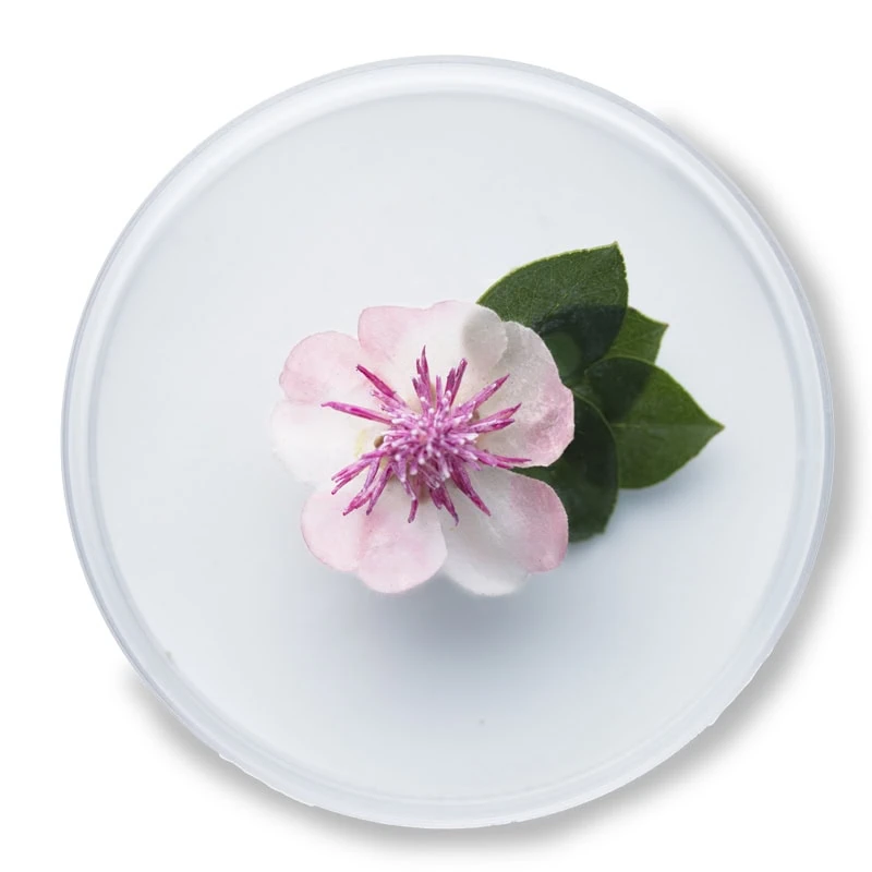 Marshmallow Extract Epionce Lytic Gel Cleanser