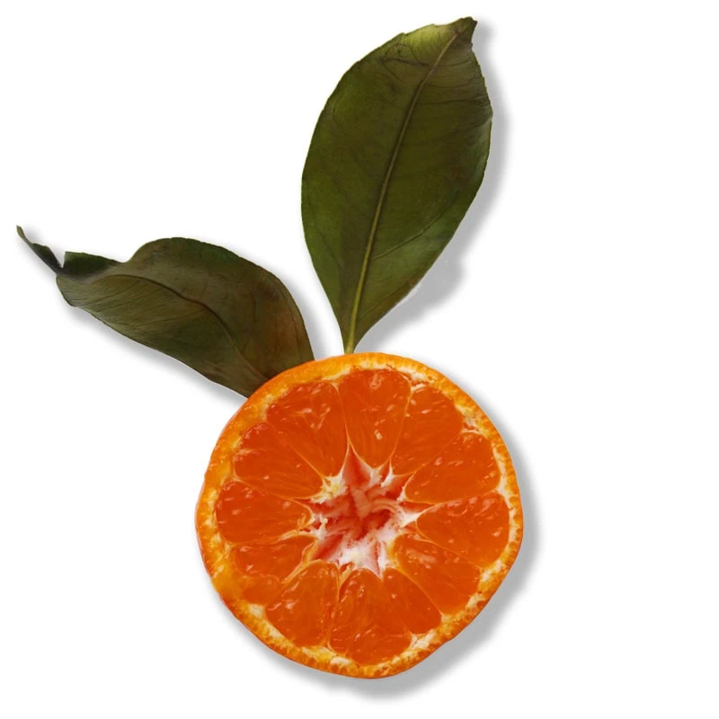 Orange Epionce Renewal Facial Lotion in St. Louis, MO