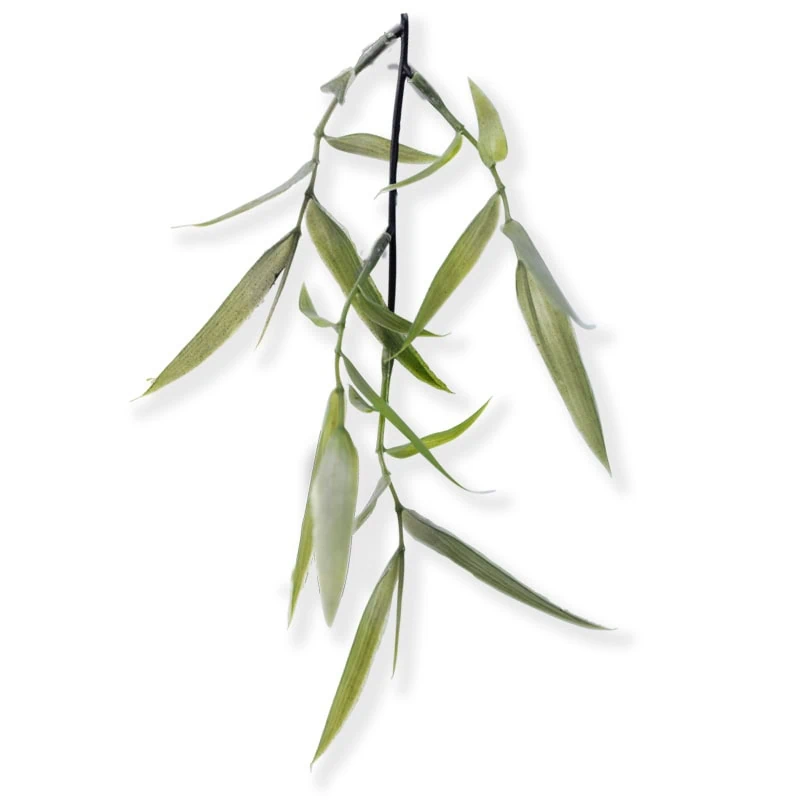 Willow Extract Epionce Lytic Gel Cleanser in St. Louis, MO